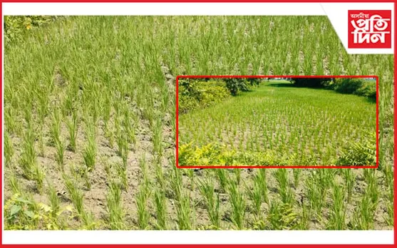 পৰ্যাপ্ত বৰষুণৰ অভাৱত বজালীৰ পথাৰত চিৰাল ফাট... 